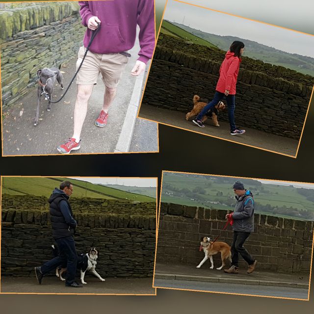 Dog Training Classes Halifax