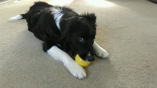 puppy training huddersfield