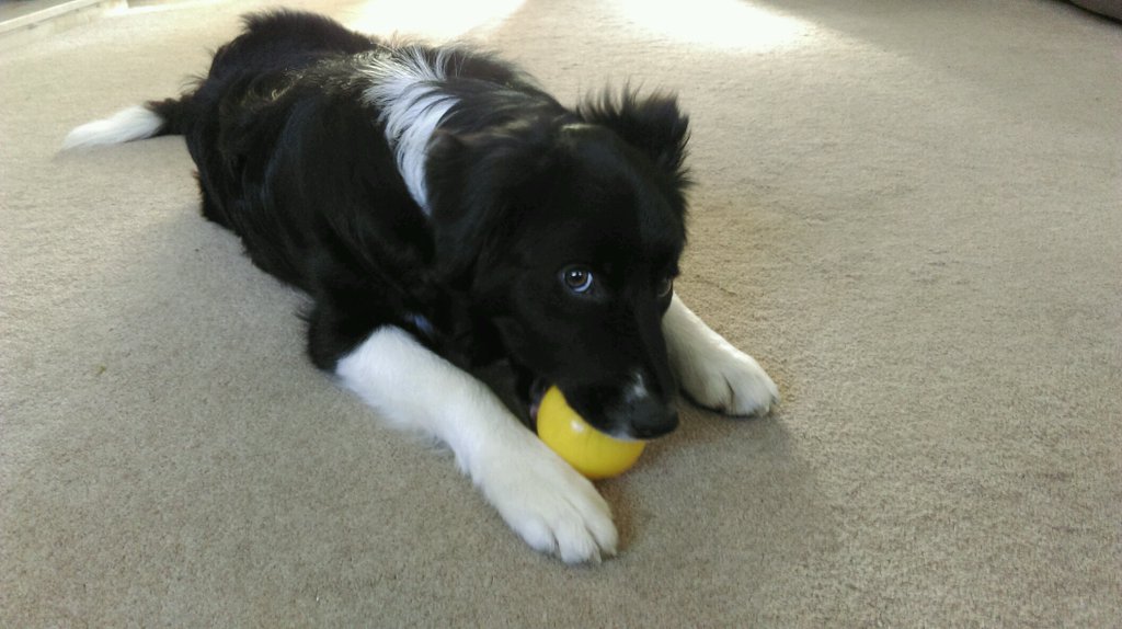 Puppy Classes Halifax