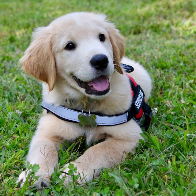 Puppy Classes Hebden Bridge