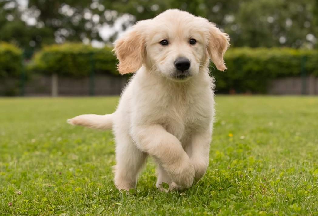 Puppy Classes Brighouse