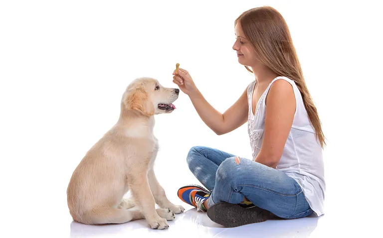 Puppy Training