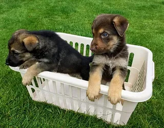 Puppy Classes Sowerby Bridge