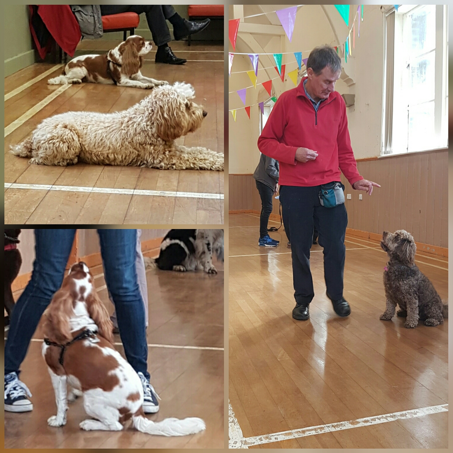 Dog Training Classes Huddersfield