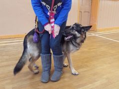 dog training Brighouse