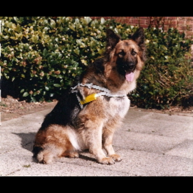 Dog Training Brighouse