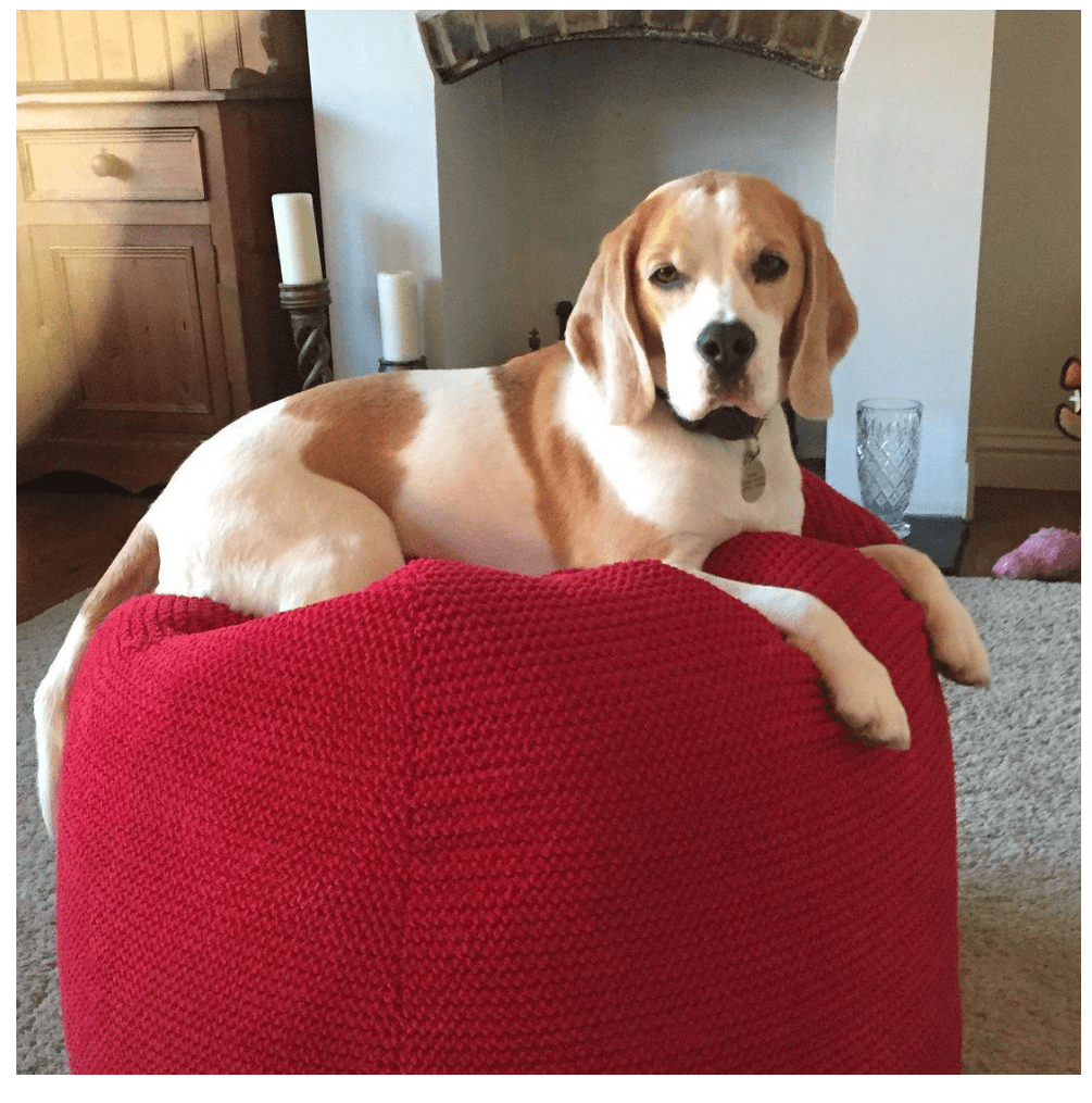 Dog Training Dog Classes Halifax, Huddersfield Social behaviour