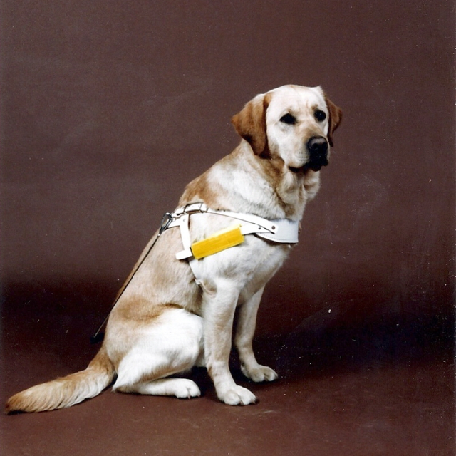 Dog Training Huddersfield