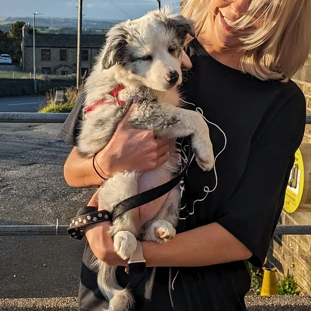 Puppy Classes Mytholmroyd