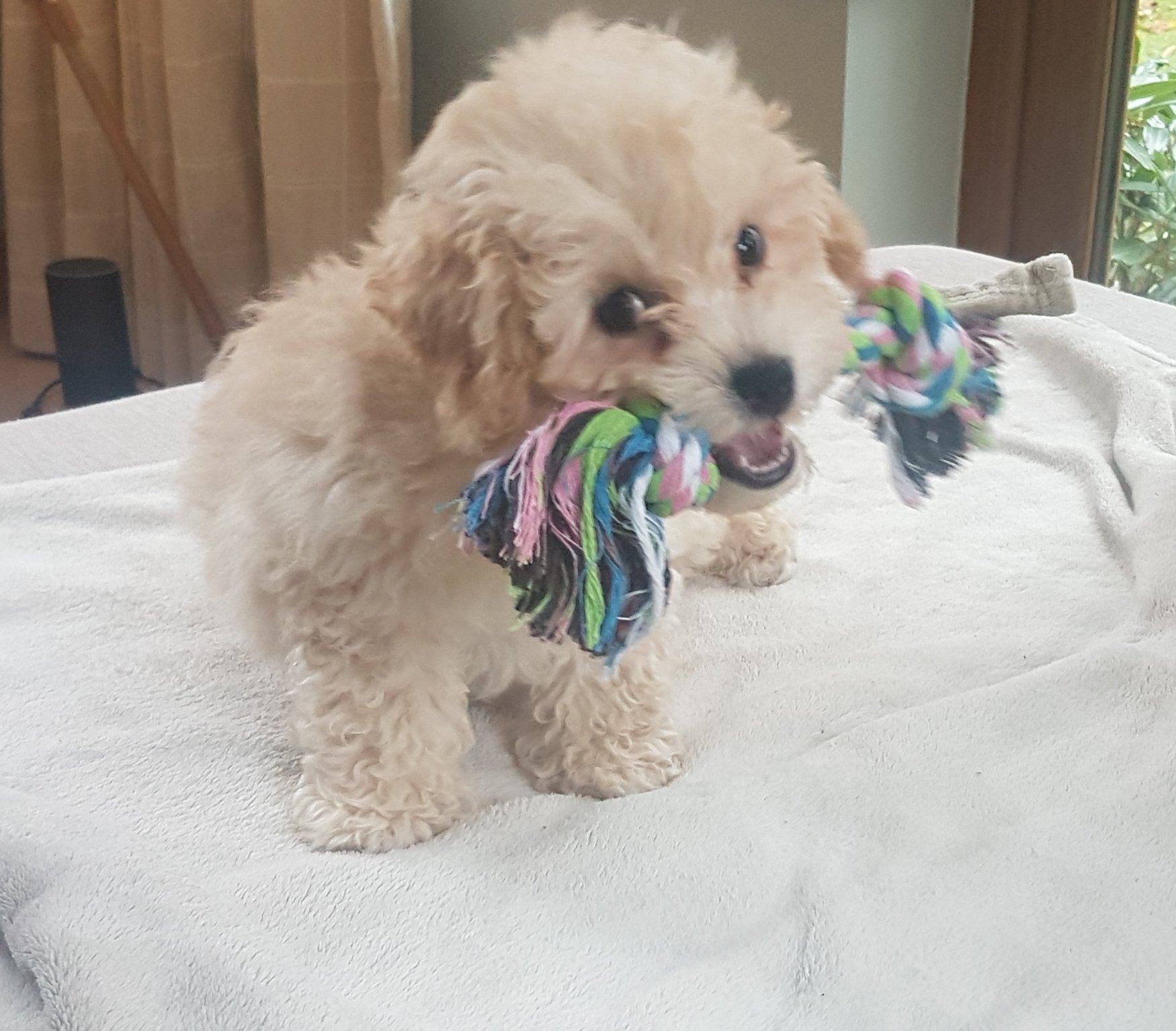 Puppy Class Brighouse