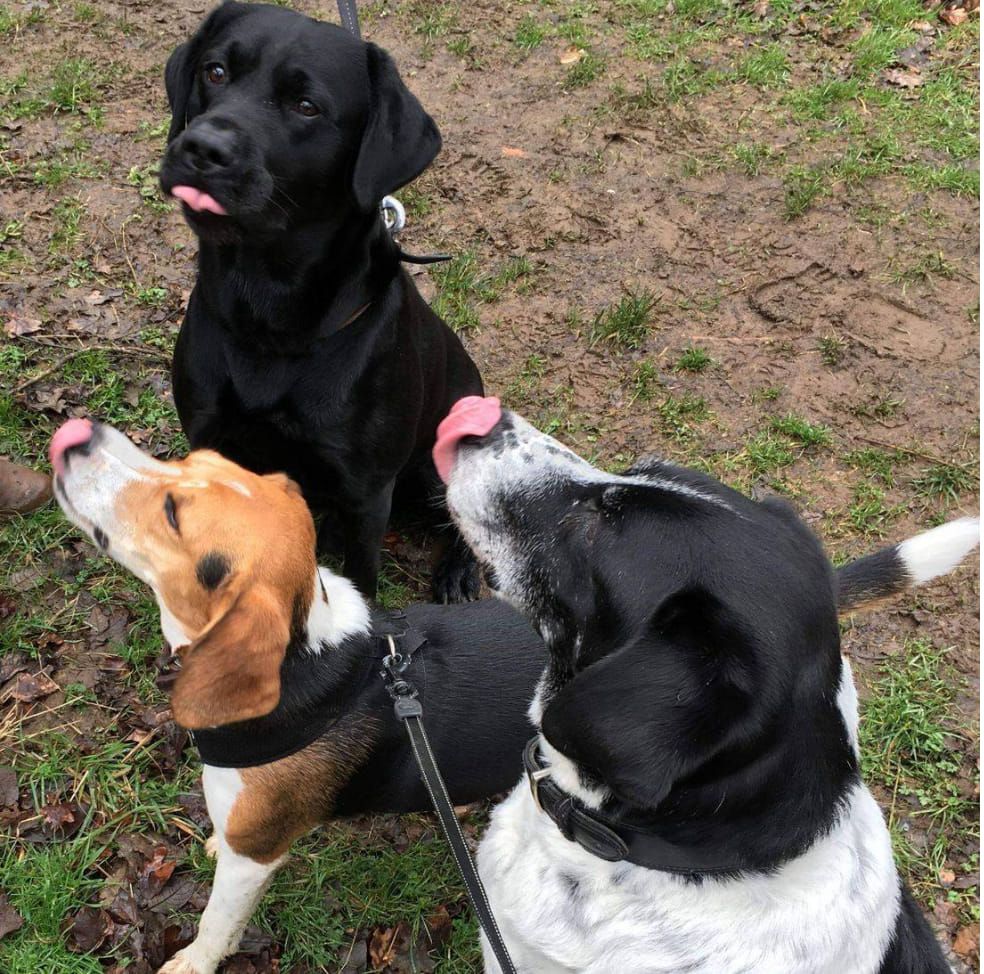 Dog Training Dog Classes Halifax, Huddersfield Social behaviour