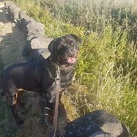 dog walking halifax