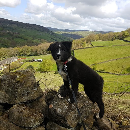 puppy training Elland