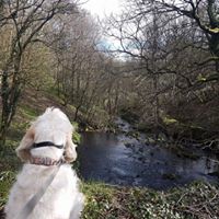 dog training huddersfield